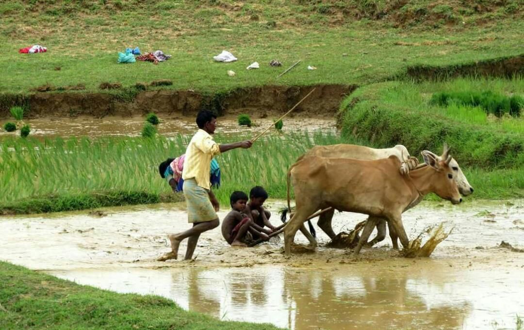 पता नहीं पढ़े-लिखे किसान कब होंगे भारत में जो और भी गर्व के साथ कहा सकेंगे कि हाँ हम किसान है और हमारा भारत कृषि प्रधान देश है। पता नहीं पढ़े-लिखे किसान कब होंगे भारत में जो और भी गर्व के साथ कहा सकेंगे कि हाँ हम किसान है और हमारा भारत कृषि प्रधान देश है।