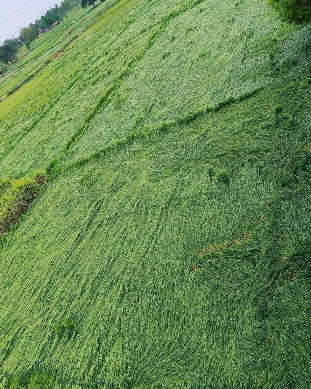 फिर बारिश के साथ गिरे ओले, फसलें बर्बाद, किसान परेशान-चिंतित, जन जीवन हुआ अस्त व्यस्त