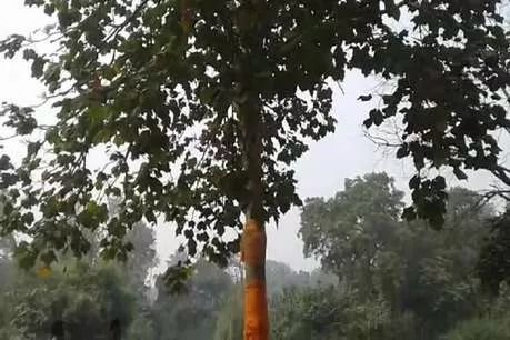 अयोध्या में रामनामी वृक्ष के दर्शन के लिए हर साल यहां मेला लगता है.
