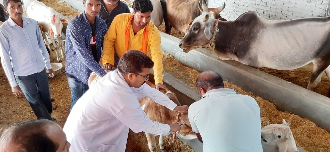 श्री अवध गौ सेवा संस्थान की गायों को बीमारी से बचाव हेतु लगाया गया टीका श्री अवध गौ सेवा संस्थान की गायों को बीमारी से बचाव हेतु लगाया गया टीका