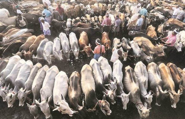 हरियाणा की गौशाला में 25 गायों की मौत हरियाणा की गौशाला में 25 गायों की मौत
