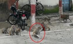 बच्चे को बचाने के लिए बंदरों ने शिकारी बाज को दबोचा, फिर पटक कर मार डाला