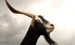 मुल्ला का बकरा : रिवेश प्रताप सिंह मुल्ला का बकरा : रिवेश प्रताप सिंह