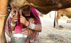 (विश्व दूध दिवस पर विशेष) करोना संक्रमण और लॉक डाउन का दूध उत्पादन पर प्रभाव - प्रोफेसर (डॉ.) योगेन्द्र यादव