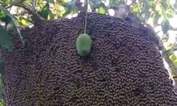 नाको-5 प्यार को प्यार ही रहने दो नाको-5 प्यार को प्यार ही रहने दो