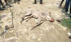 चंदौली-- वन सुअर के हमले में दो ग्रामीण ज़ख्मी खेत मे काम कर रहें किसान को किया ज़ख्मी आक्रोशित ग्रामीणों ने घेर कर वन सुवर को लाठी डंडे से पीटकर मार डाला