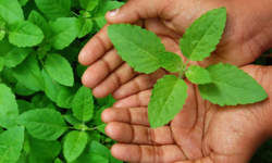 कोरोना वायरस...... तुलसी का पत्ता कोरोना वायरस...... तुलसी का पत्ता