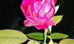 फिर से उसकी स्मृतियों ने स्वप्नों पर बिठलाया पहरा फिर से उसकी स्मृतियों ने स्वप्नों पर बिठलाया पहरा