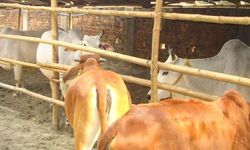 लॉक डाउन : ग्रामीण पशुपालकों के सामने रोजी-रोटी का संकट और पशुओं के भूखे मरने के हालात – प्रोफेसर डॉ. योगेन्द्र यादव