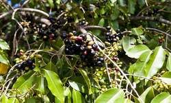 कहानी : जामुन के पेड़ का प्रोटोकॉल बरसात में ...