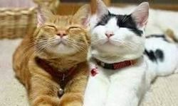 गाँव की कहानियाँ यार की शर्त गाँव की कहानियाँ यार की शर्त