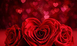 रोज डे का रोज रोज डे का रोज