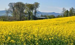 आया बसंत ...: अभय सिंह