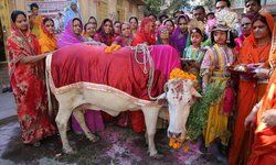 मथुरा-जगह जगह हो रहे है गौपूजा का आयोजन,वृन्दावन में विदेशी भक्तों ने की गौमाता की पूजा,नंदगांव में परम्परागत रूप से मनाई जा रही गोपाष्टमी मथुरा-जगह जगह हो रहे है गौपूजा का आयोजन,वृन्दावन में विदेशी भक्तों ने की गौमाता की पूजा,नंदगांव में परम्परागत रूप से मनाई जा रही गोपाष्टमी