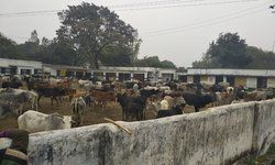 उन्नाव : आवारा पशुओं को विद्यालय में बंद करने पर पुलिस ने की पिटाई, ग्रामीणों में भारी आक्रोश। उन्नाव : आवारा पशुओं को विद्यालय में बंद करने पर पुलिस ने की पिटाई, ग्रामीणों में भारी आक्रोश।