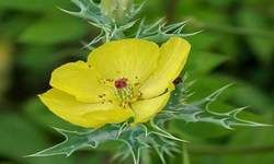 यह सत्यानाशी का फूल है।