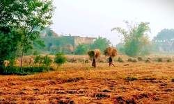 धान का बोझा से पैसा आएगा...परीक्षा का बोझा से नौकरी, पैसा, इज्जत, कटरीना सब आएगा धान का बोझा से पैसा आएगा...परीक्षा का बोझा से नौकरी, पैसा, इज्जत, कटरीना सब आएगा