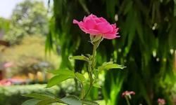 जिन्दगी जिन्दाबाद.... जिन्दगी जिन्दाबाद....