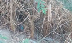 वाराणसी -- चिरईगांव गांव में मिला रॉकेट लांचर,    मौके पर पहुँचा बम निरोधक दस्ता की टीम। छानबीन में जुटी...