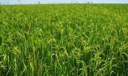 बरखा बहार आई बरखा बहार आई