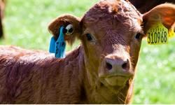 सेकुलर राग: गाय हमारी माता है, हमको कुछ नहीं आता है सेकुलर राग: गाय हमारी माता है, हमको कुछ नहीं आता है