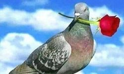 नाको-6 प्रीत कि रीत नाको-6 प्रीत कि रीत