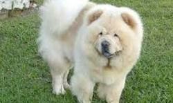 कुत्ता विदेशी   .............: रिवेश प्रताप सिंह कुत्ता विदेशी   .............: रिवेश प्रताप सिंह