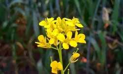 सरसो के फूलों पर बैठ कर आता है वसन्त!