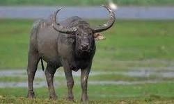 यह सबको समझना चाहिए कि आग, बाढ़, दंगा, भैंसा किसी के नहीं होते... यह सबको समझना चाहिए कि आग, बाढ़, दंगा, भैंसा किसी के नहीं होते...