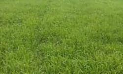 सावन के रंग और गांव... सावन के रंग और गांव...