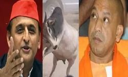 मुख्यमंत्री योगी से मिलने आया था वो सांड -अखिलेश यादव