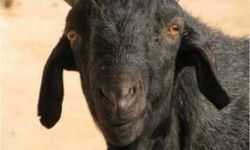 गबरा..........रिवेश प्रताप सिंह गबरा..........रिवेश प्रताप सिंह