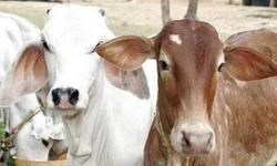 गोकशी के मामले में दो गिरफ्तार. आरोप दीक्षित के पड़ोसियों पर लगा है जो उन्हीं के समुदाय से आते हैं. गोकशी के मामले में दो गिरफ्तार. आरोप दीक्षित के पड़ोसियों पर लगा है जो उन्हीं के समुदाय से आते हैं.