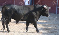 सरकार की रोस्टर प्रणाली, मुहल्ले में काला सांड गया तो चितकबरा आ गया : रिवेश प्रताप सिंह सरकार की रोस्टर प्रणाली, मुहल्ले में काला सांड गया तो चितकबरा आ गया : रिवेश प्रताप सिंह