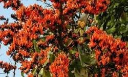 फगुनहट जिन्दाबाद... देश में बड़ी बवाल है रे भाया! फगुनहट जिन्दाबाद... देश में बड़ी बवाल है रे भाया!