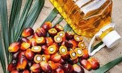 CAA का विरोध करने वाले मलेश‍िया की अकड़ ढीली, पामोलिन पर भारत से शुरू की बातचीत