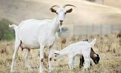 बकरी की छाँह.....