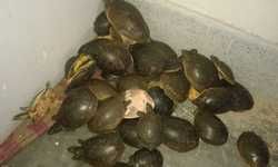 678 कछुए के साथ दो तस्कर को वन विभाग व एसटीएफ टीम ने किया गिरफ्तार