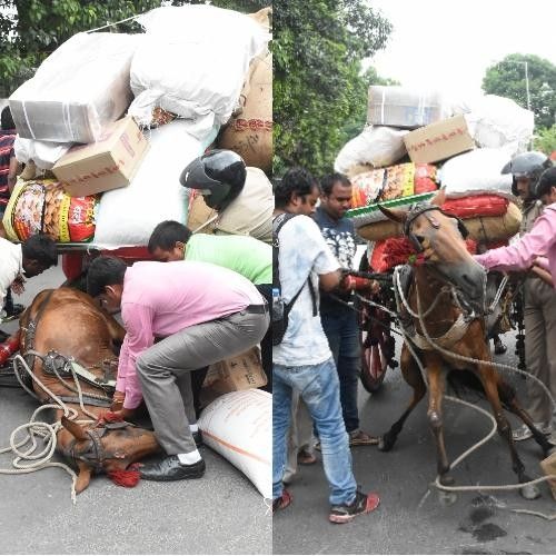 आखिर... जानवर कौन? आखिर... जानवर कौन?