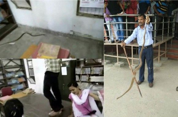 इलाहाबाद: 6 फीट के सांप ने सेंट्रल यूनिवर्सिटी को सांसत में डाला इलाहाबाद: 6 फीट के सांप ने सेंट्रल यूनिवर्सिटी को सांसत में डाला