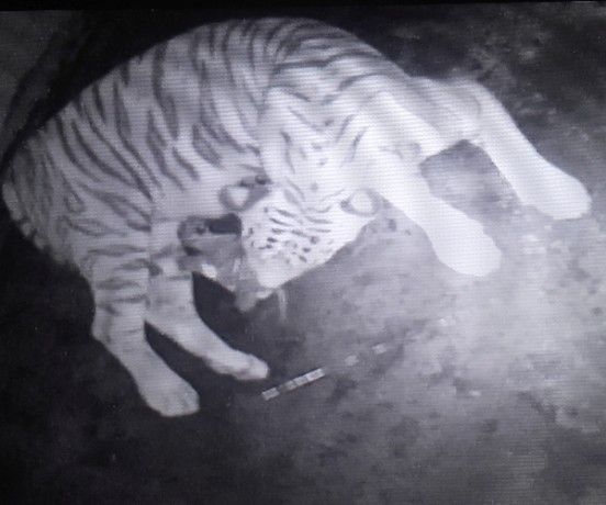 लखनऊ जू में 15 साल बाद आबाद हुआ सफेद बाघ का कुनबा लखनऊ जू में 15 साल बाद आबाद हुआ सफेद बाघ का कुनबा