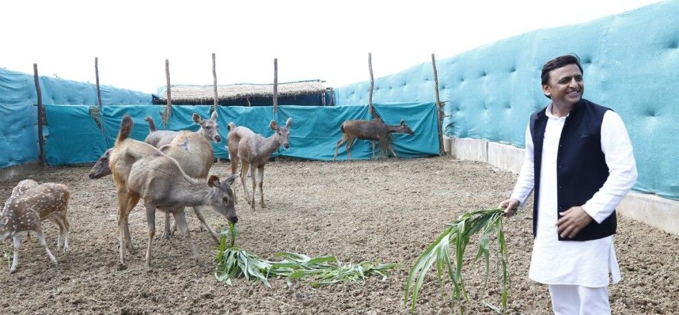 डीयर सफारी में सीएम ने हिरनों को खिलाया चारा डीयर सफारी में सीएम ने हिरनों को खिलाया चारा