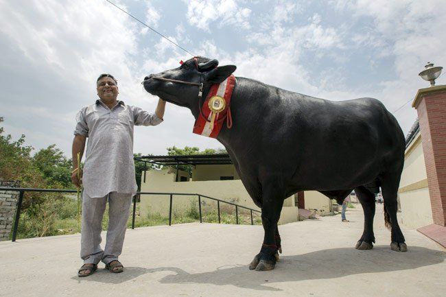 कुरुक्षेत्र से आया 9 करोड़ी युवराज